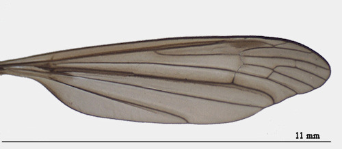 Phalacrocera replicata wing
