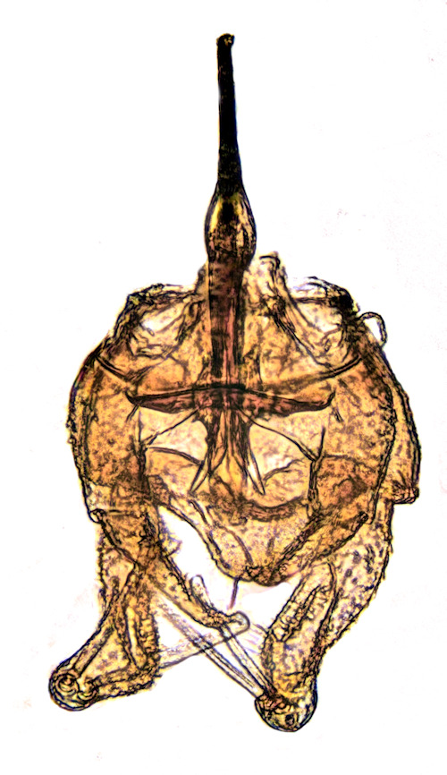Philosepedon balkanicus dorsal