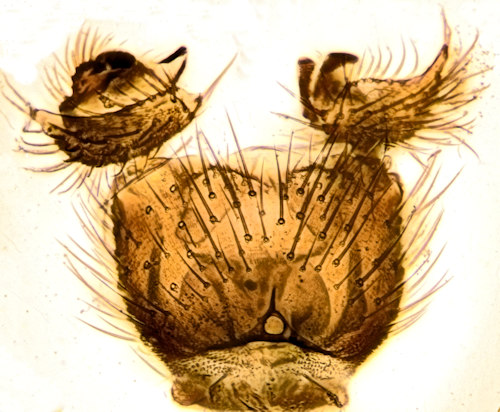 Phronia biarcuata ventral