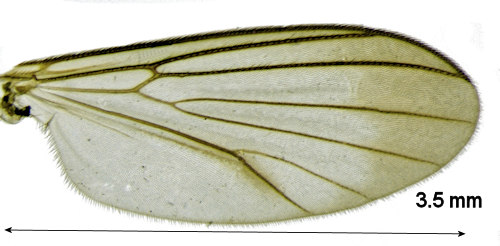 Phronia biarcuata wing