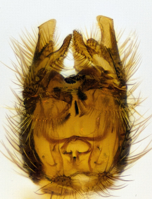 Phronia braueri dorsal