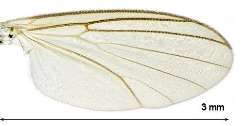 Phronia braueri wing