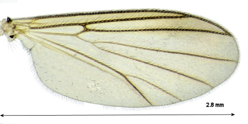 Phronia portschinskyi wing