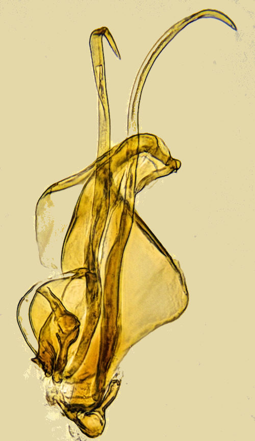 Phronia prolongata aedeagus lateral