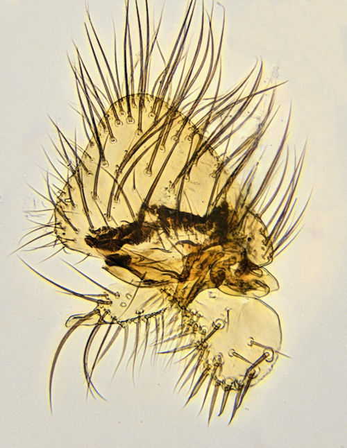 Phronia prolongata gonostylus