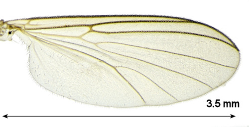 Phronia prolongata wing
