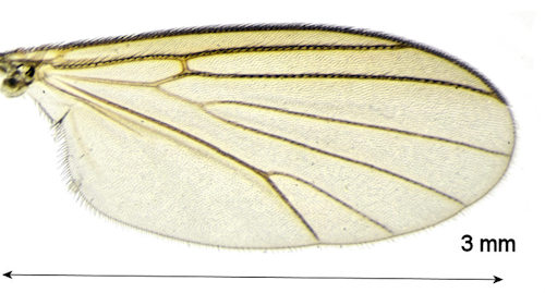 Phronia strenua wing