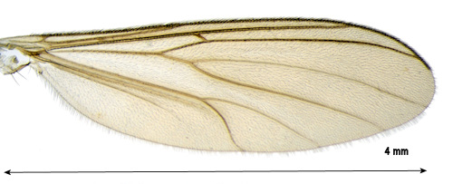 Phthinia mira wing