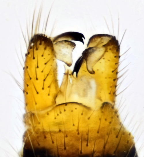 Phylidorea abdominalis dorsal