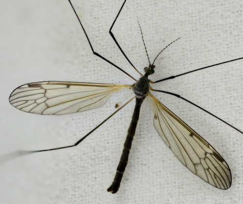 Phylidorea bicolor