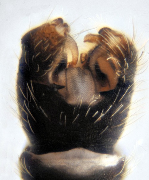 Phylidorea bicolor dorsal
