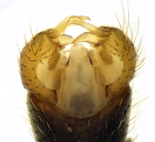 Phylidorea heterogyna dorsal