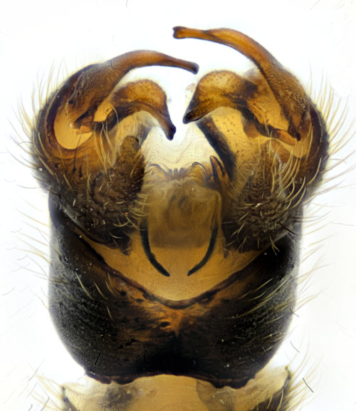 Phylidorea nigronotata dorsal