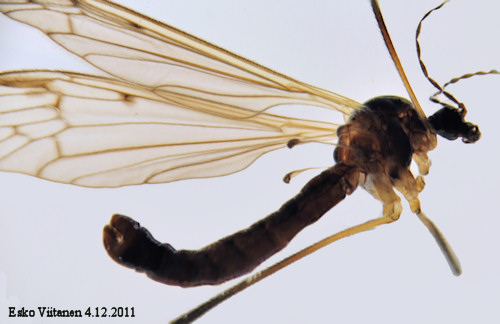 Phylidorea squalens