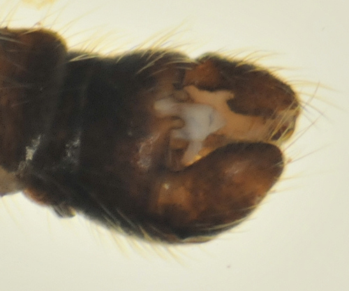 Phylidorea squalens dorsal
