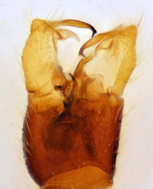 Phylidorea umbrarum dorsal