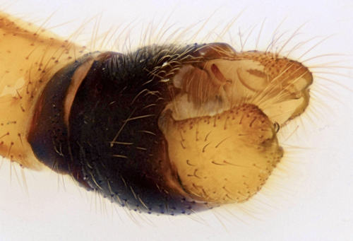 Phylidorea umbrarum lateral