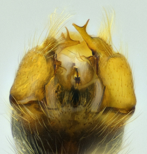 Phyllolabismacroura dorsal