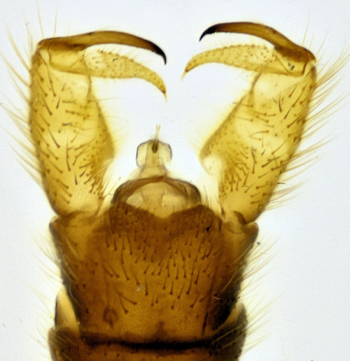 Pilaria decolor male dorsal