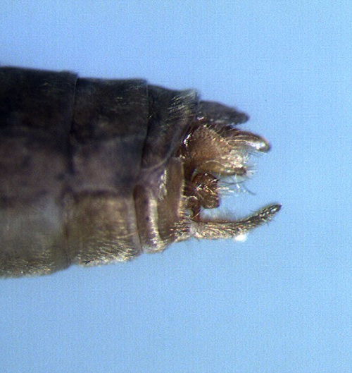 Plectrocnemia conspersa male lateral