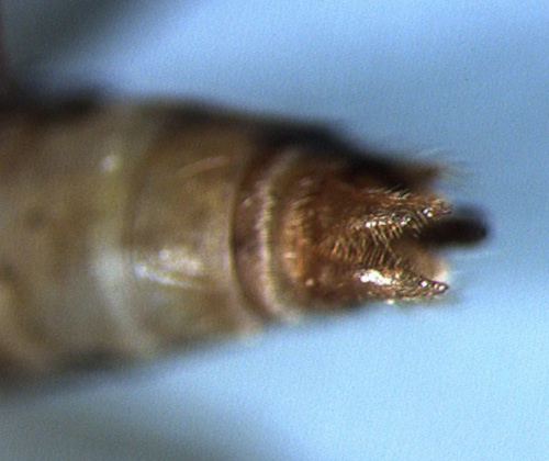 Plectrocnemia conspersa male ventral