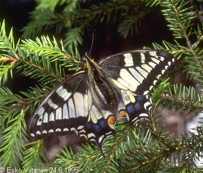 Papilio machaon EH:Orivesi 24.6.1995