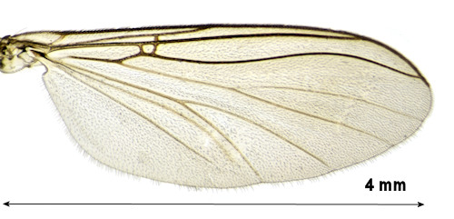Polylepta borealis wing