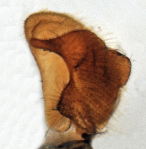 Prionocera chosenicola gonostylus