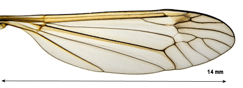 Prionocera recta wing