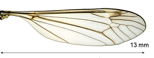 Prionocera ringdahli wing