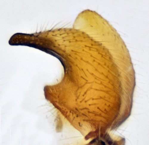 Prionocera serricornis gonostylus