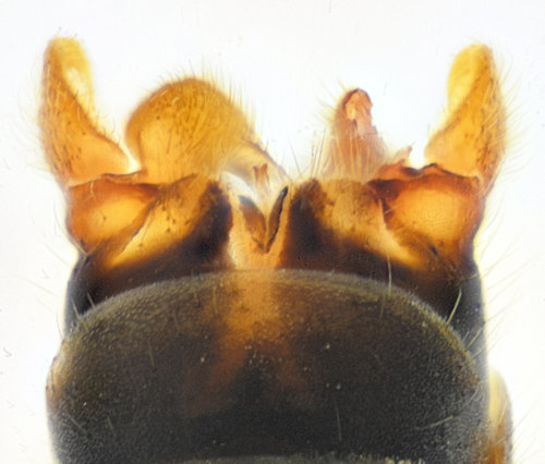 Prionocera serricornis ventral