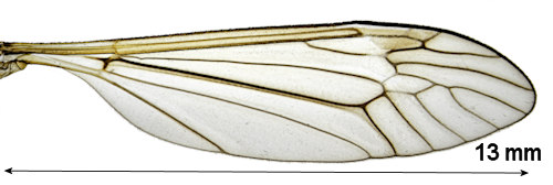 Prionocera serricornis