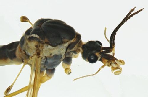 Prionocera subserricornis