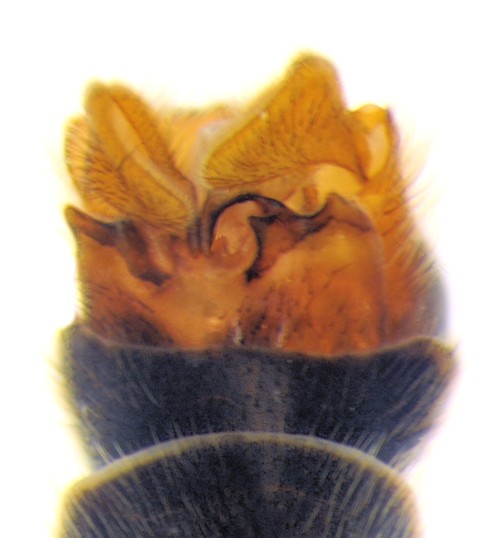 Prionocera subserricornis dorsal