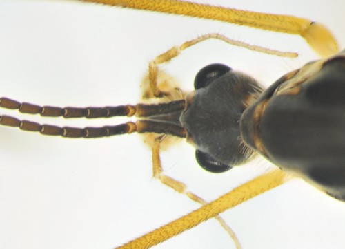 Prionocera subserricornis head