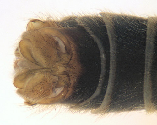 Prionocera turcica dorsal