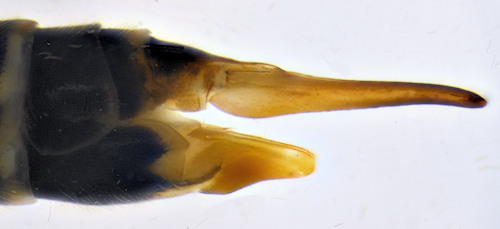 Prionocera turcica female lateral