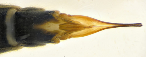 Prionocera turcica female ventral