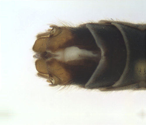 Prionocera turcica ventral