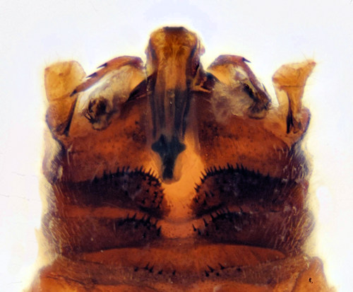 Protonemura meyeri dorsal
