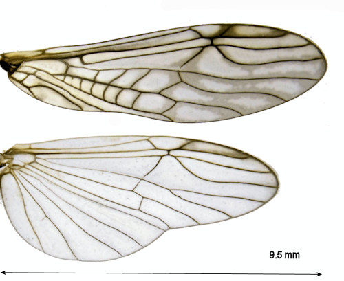 Protonemura meyeri wing