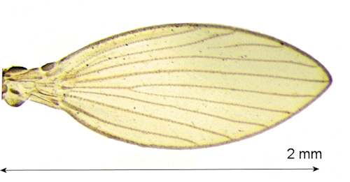 psychoda phalaenoides wing