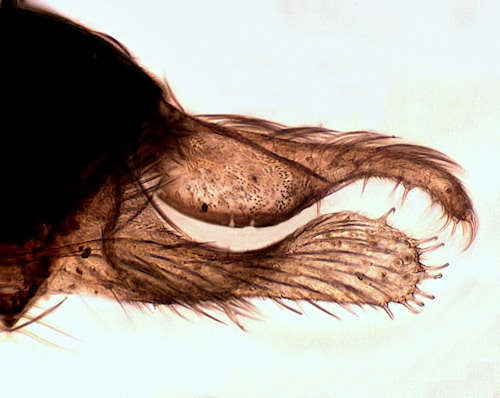 Psychomyia pusilla