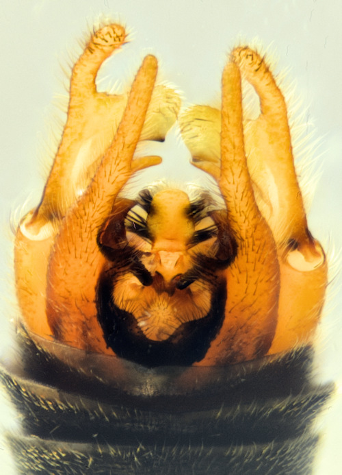 Ptychoptera albimana dorsal