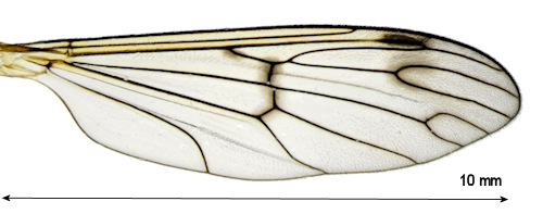 Ptychoptera albimana wing
