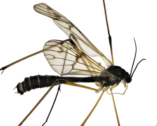 Ptychoptera paludosa