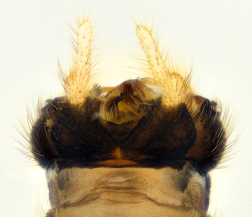 Ptychoptera paludosa dorsal