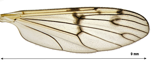 Ptychoptera paludosa wing