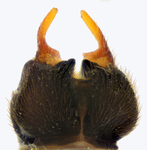 Ptychoptera scutellaris male dorsal